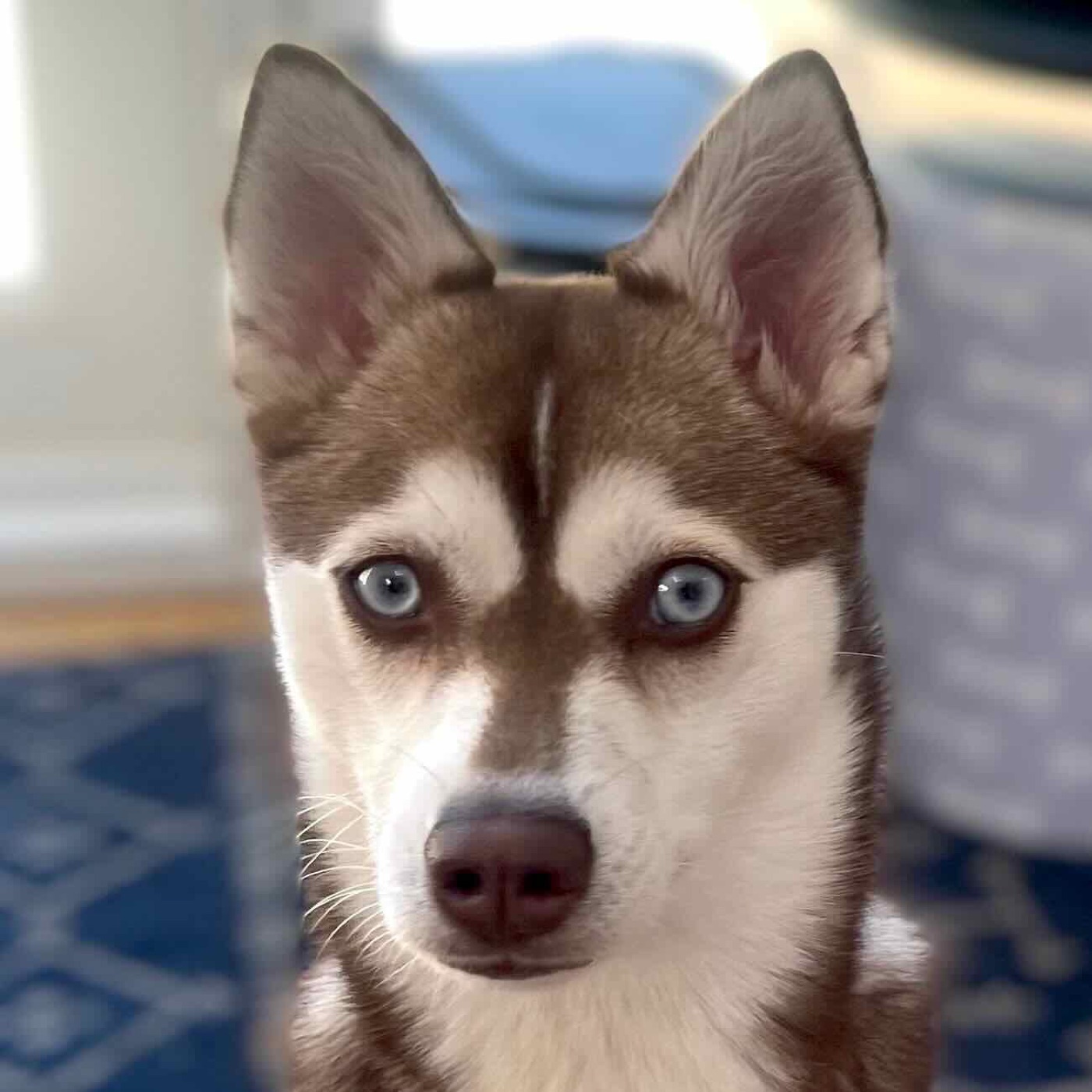 A husky puppy visiting the Lodger Films office